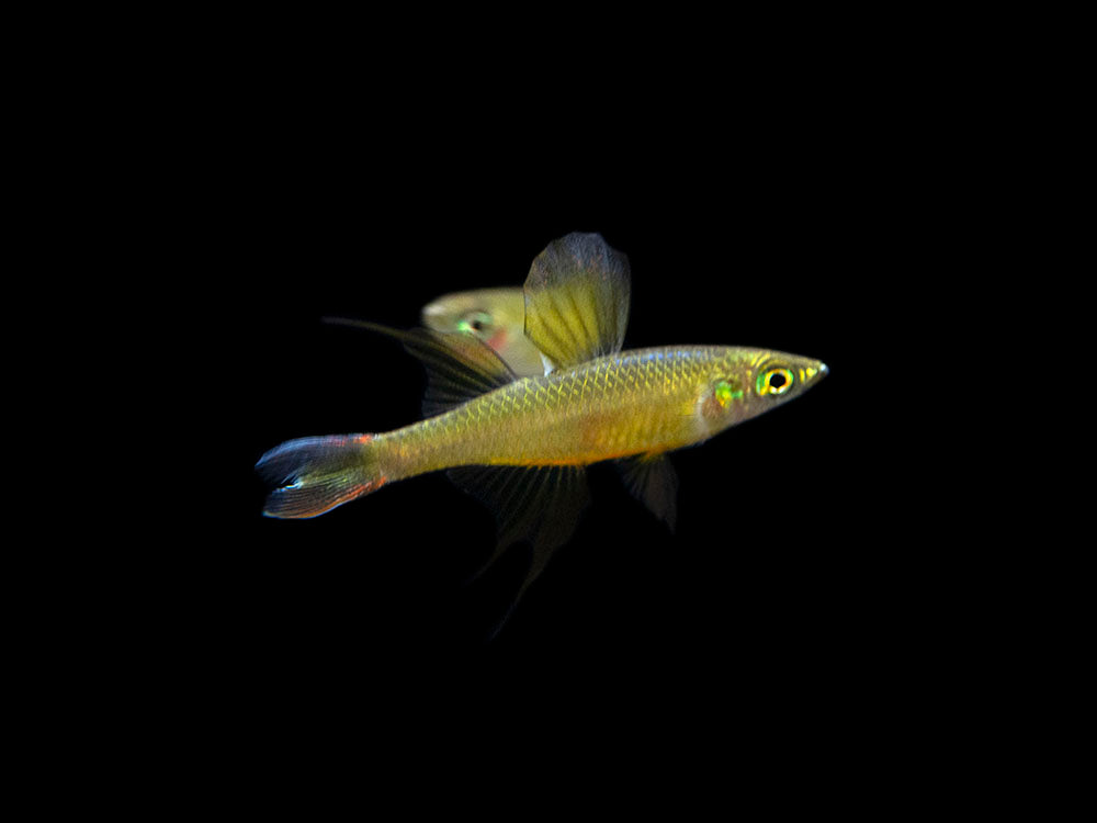 Threadfin AKA Featherfin Rainbowfish (Iriatherina werneri) - Tank-Bred!