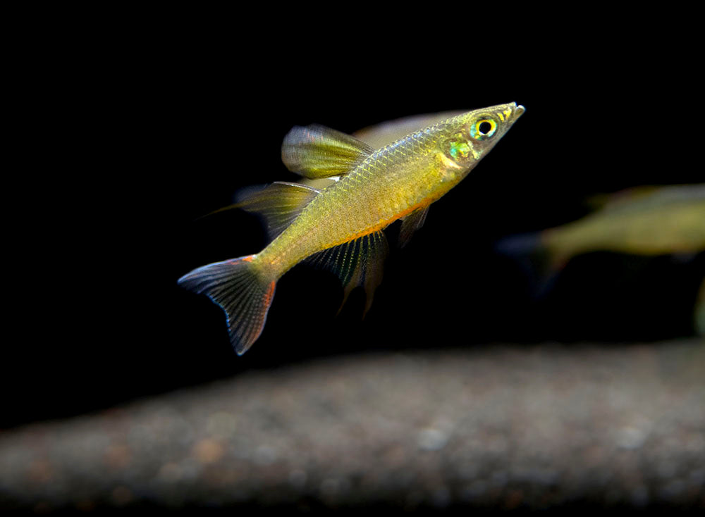 Threadfin AKA Featherfin Rainbowfish (Iriatherina werneri) - Tank-Bred!