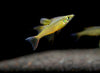 Threadfin AKA Featherfin Rainbowfish (Iriatherina werneri) - Tank-Bred!