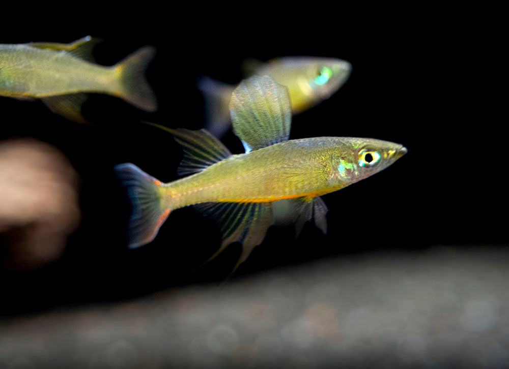 Threadfin AKA Featherfin Rainbowfish (Iriatherina werneri) - Tank-Bred!