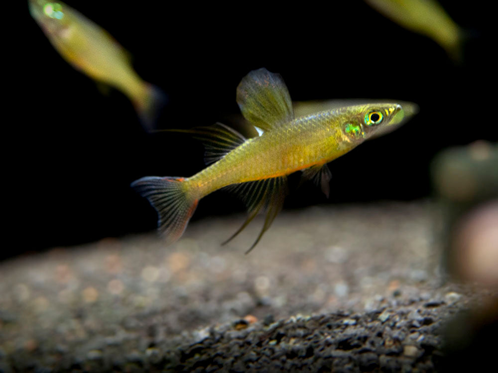 Threadfin AKA Featherfin Rainbowfish (Iriatherina werneri) - Tank-Bred!