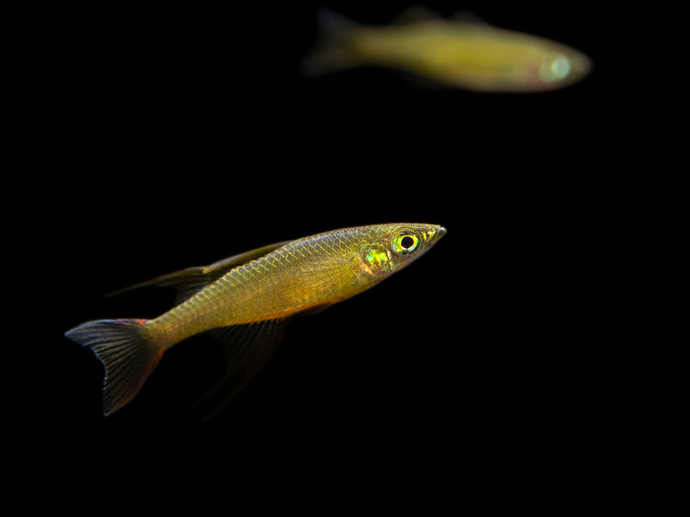 Threadfin AKA Featherfin Rainbowfish (Iriatherina werneri) - Tank-Bred!