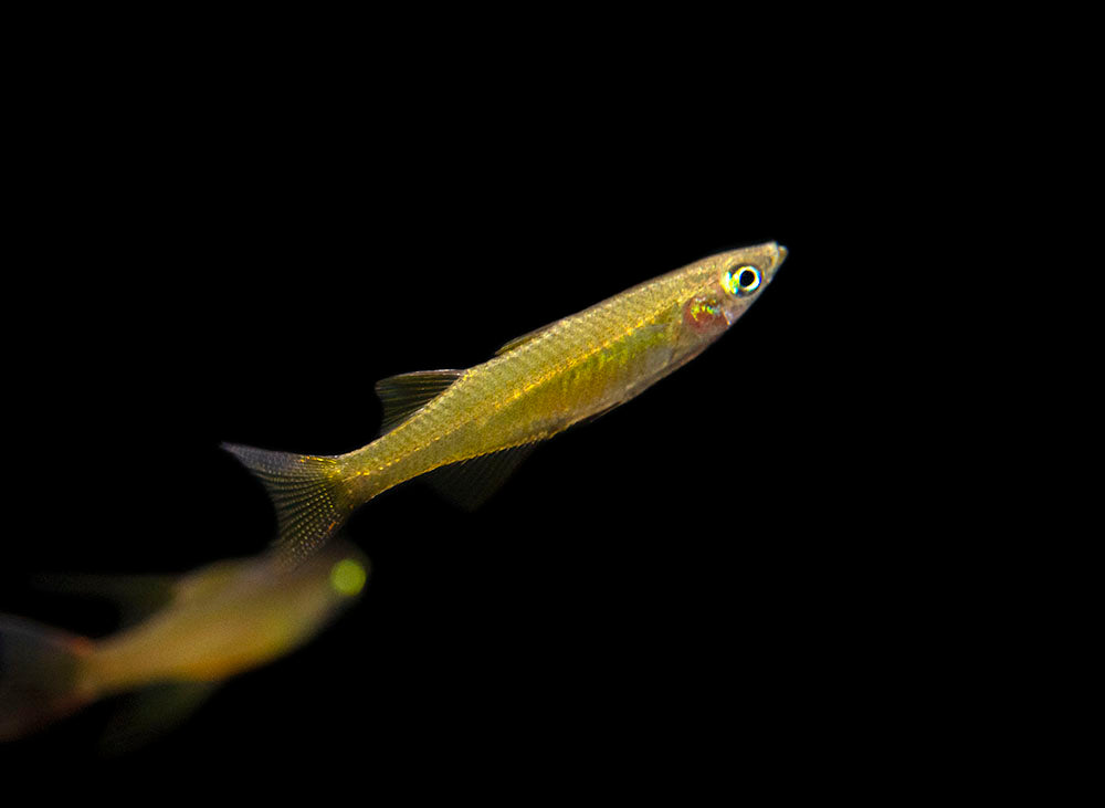 Threadfin AKA Featherfin Rainbowfish (Iriatherina werneri) - Tank-Bred!