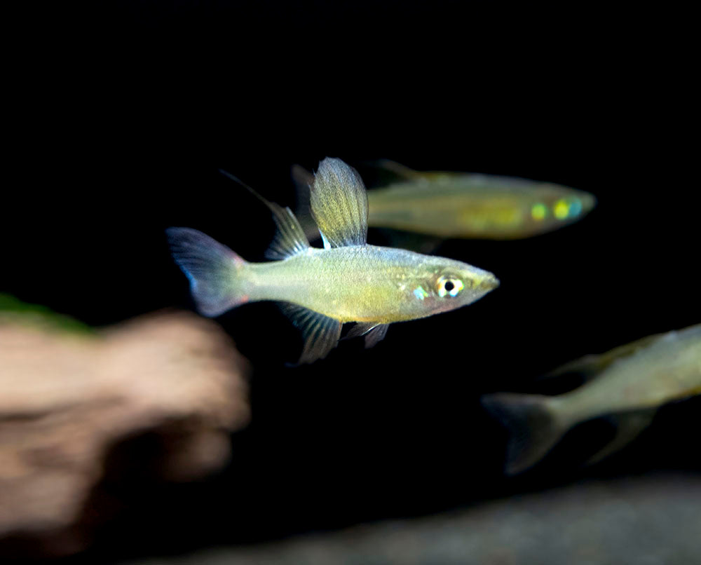 Threadfin AKA Featherfin Rainbowfish (Iriatherina werneri) - Tank-Bred!