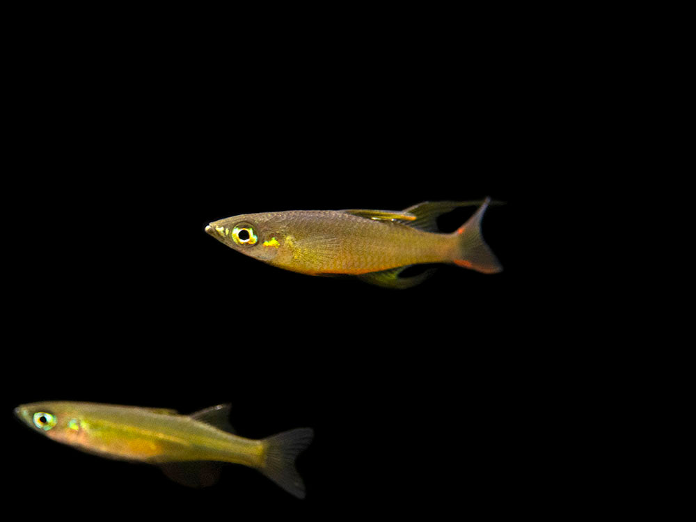 Threadfin AKA Featherfin Rainbowfish (Iriatherina werneri) - Tank-Bred!