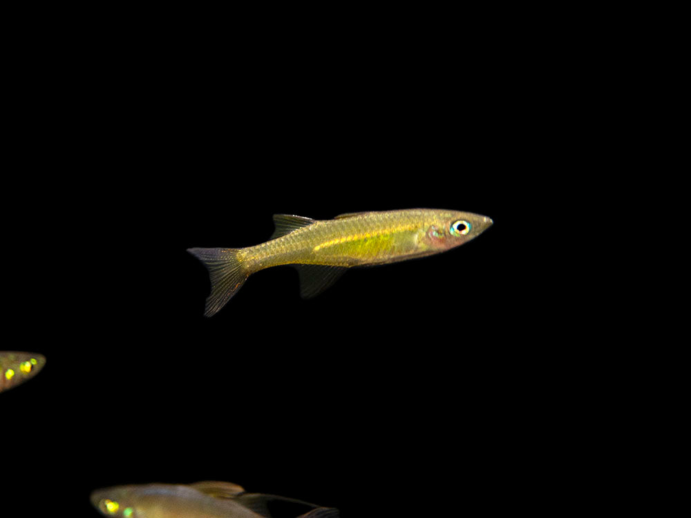 Threadfin AKA Featherfin Rainbowfish (Iriatherina werneri) - Tank-Bred!