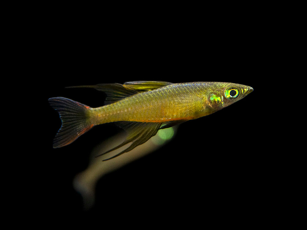 Threadfin AKA Featherfin Rainbowfish (Iriatherina werneri) - Tank-Bred!