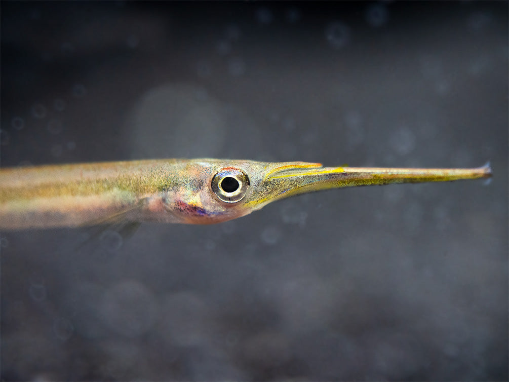 Three Spot Forest Halfbeak (Hemirhamphodon kuekenthali) - Locally Bred