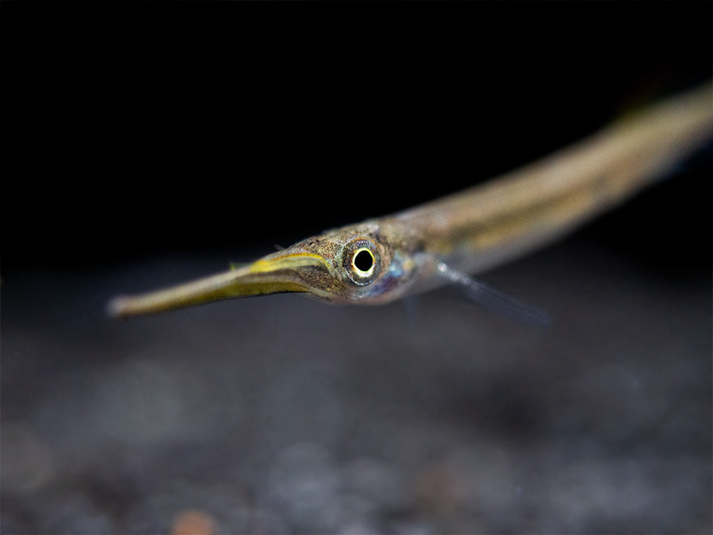 Three Spot Forest Halfbeak (Hemirhamphodon kuekenthali) - Locally Bred