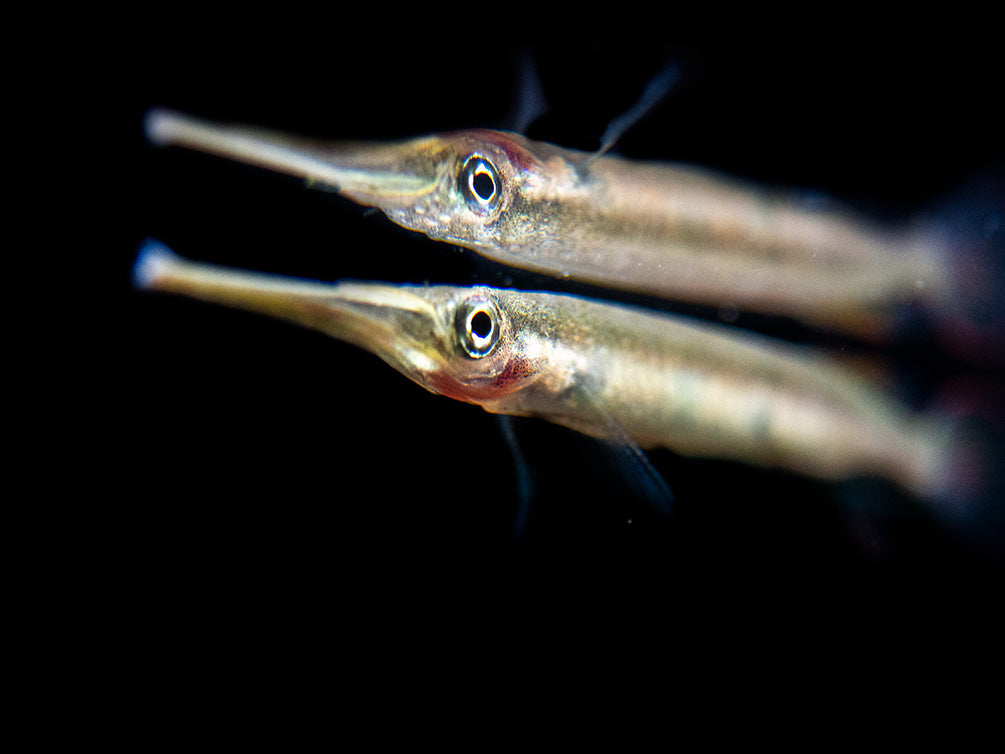 Three Spot Forest Halfbeak (Hemirhamphodon kuekenthali) - Locally Bred