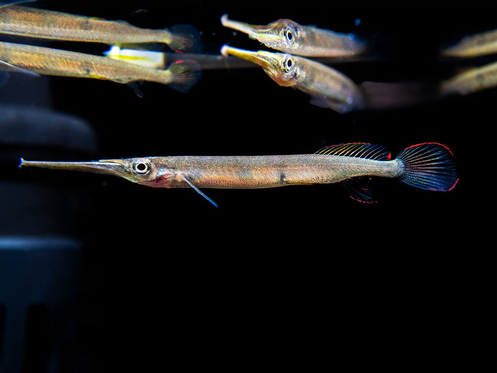 Three Spot Forest Halfbeak (Hemirhamphodon kuekenthali) - Locally Bred