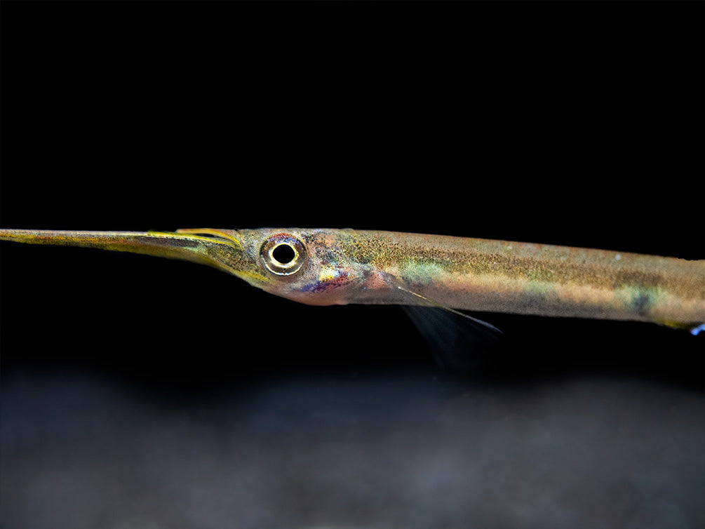 Three Spot Forest Halfbeak (Hemirhamphodon kuekenthali) - Locally Bred