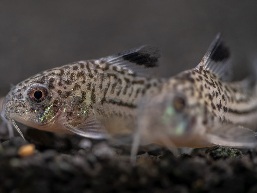 Threestripe AKA False Juli's Cory Catfish (Corydoras trilineatus), Tank-Bred!