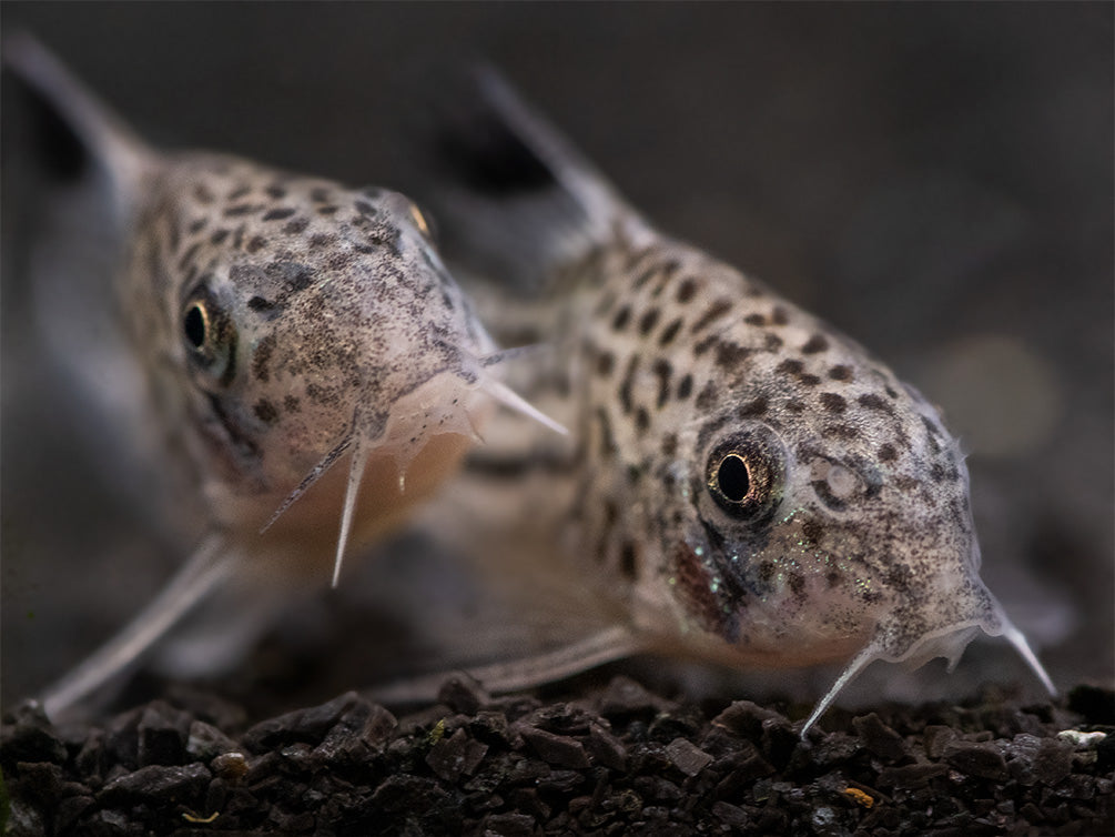 Threestripe AKA False Juli's Cory Catfish (Corydoras trilineatus), Tank-Bred!