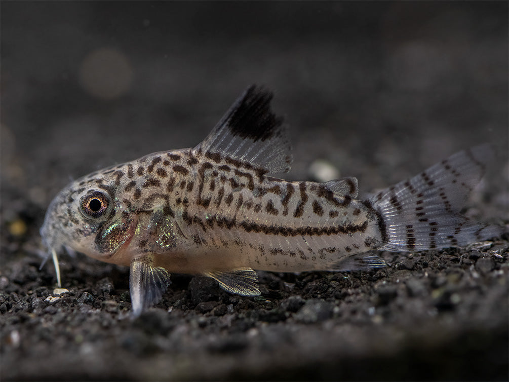 Threestripe AKA False Juli's Cory Catfish (Corydoras trilineatus), Tank-Bred!