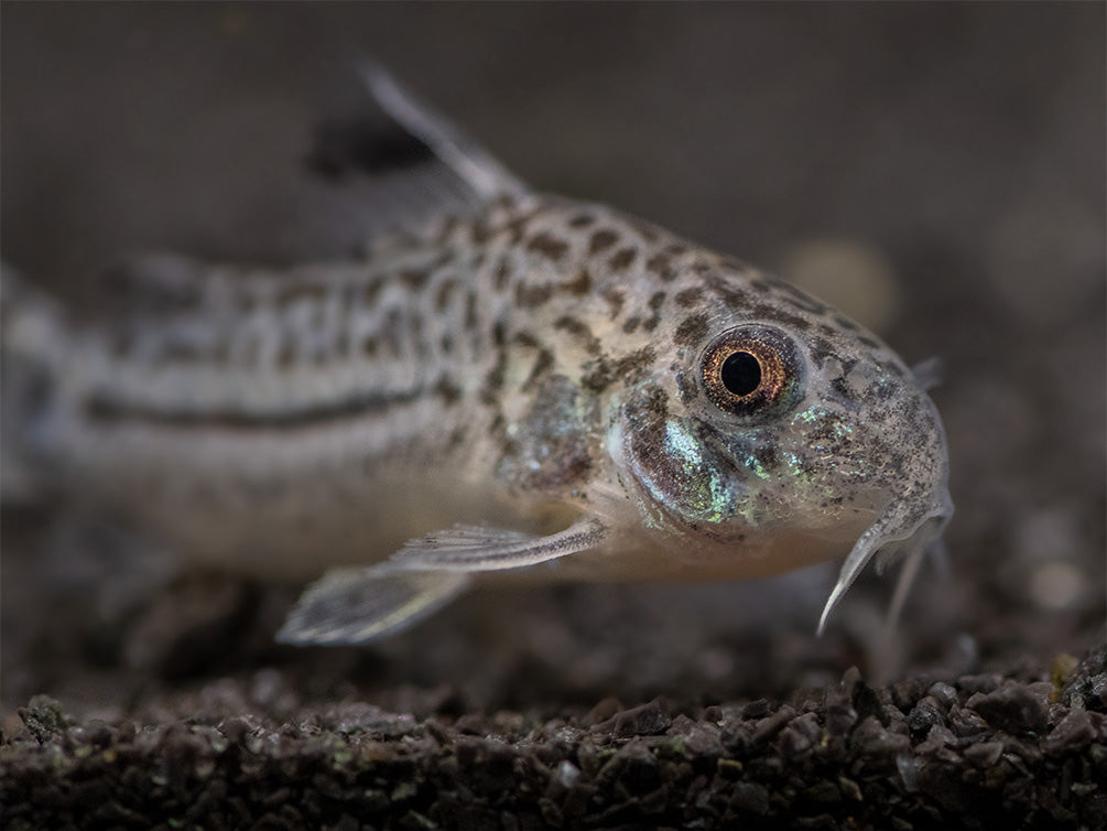 Threestripe AKA False Juli's Cory Catfish (Corydoras trilineatus), Tank-Bred!