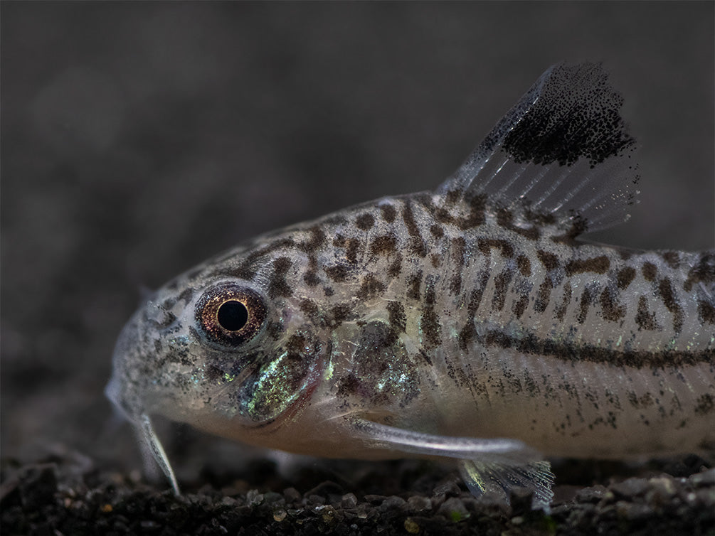 Threestripe AKA False Juli's Cory Catfish (Corydoras trilineatus), Tank-Bred!