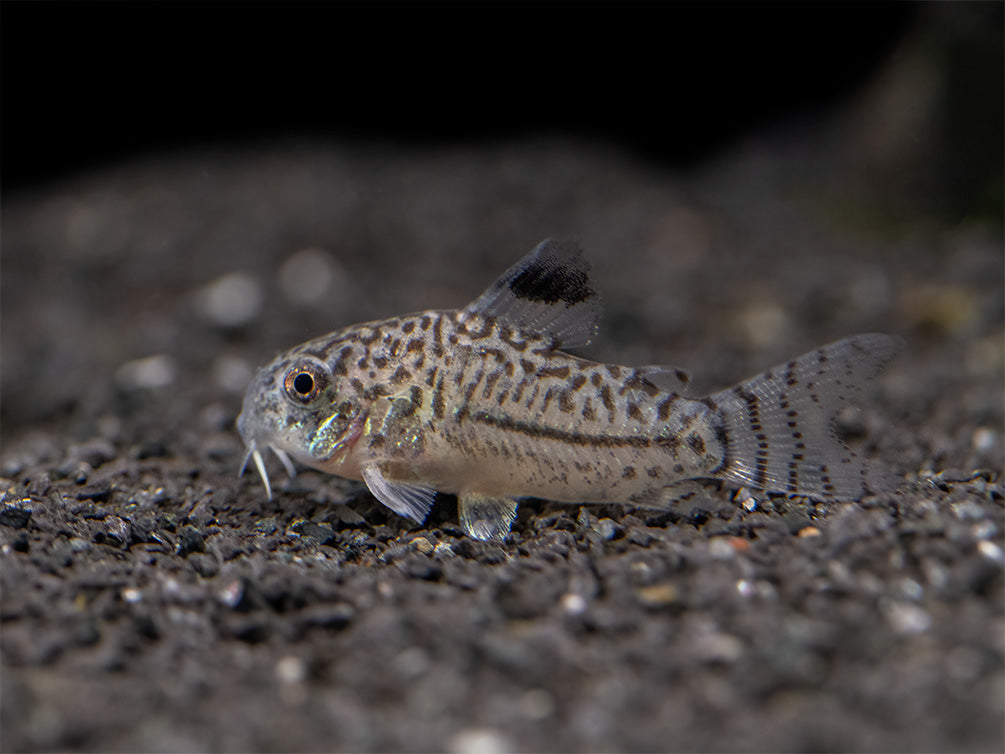 Threestripe AKA False Juli's Cory Catfish (Corydoras trilineatus), Tank-Bred!