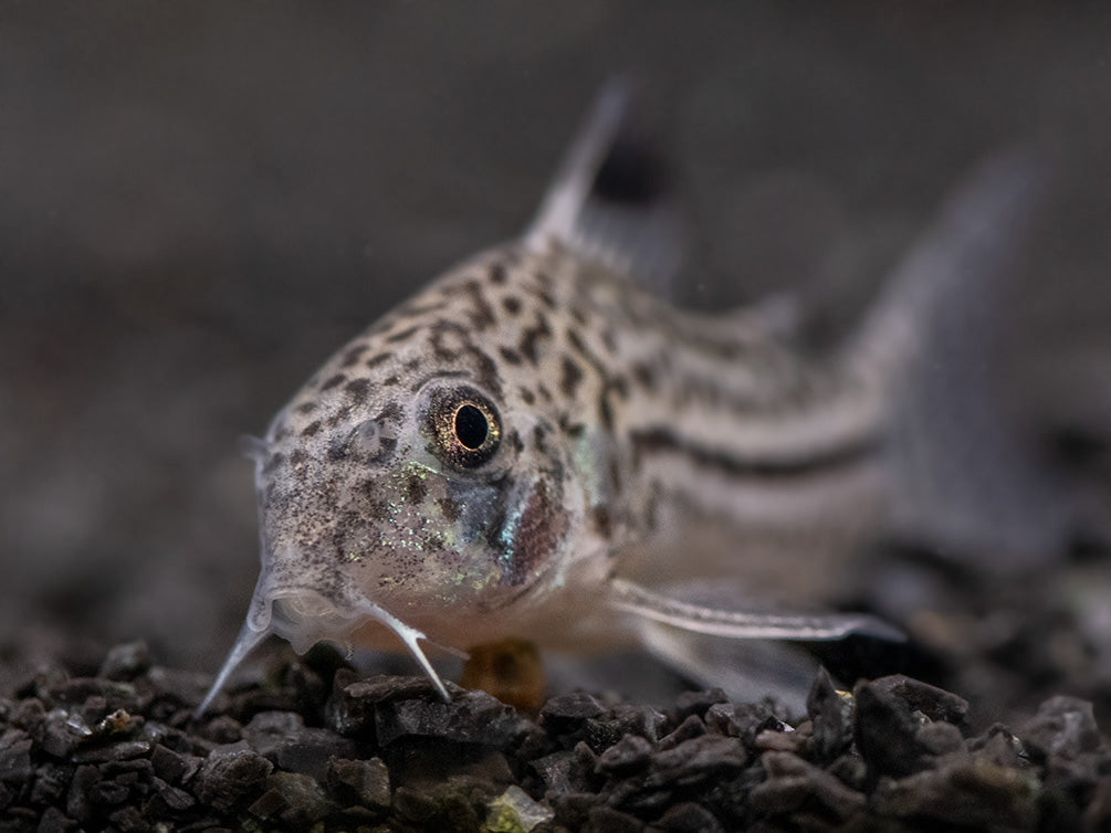 Threestripe AKA False Juli's Cory Catfish (Corydoras trilineatus), Tank-Bred!