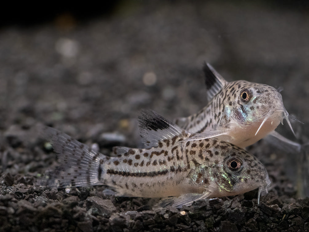 Threestripe AKA False Juli's Cory Catfish (Corydoras trilineatus), Tank-Bred!