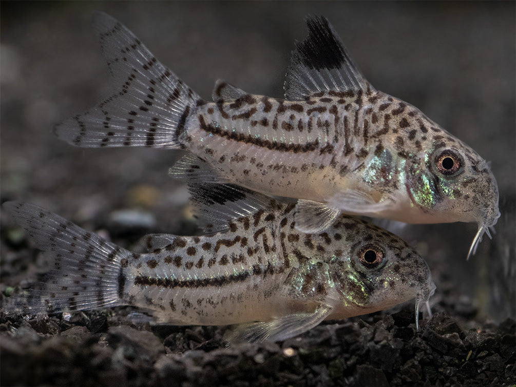 Threestripe AKA False Juli's Cory Catfish (Corydoras trilineatus), Tank-Bred!