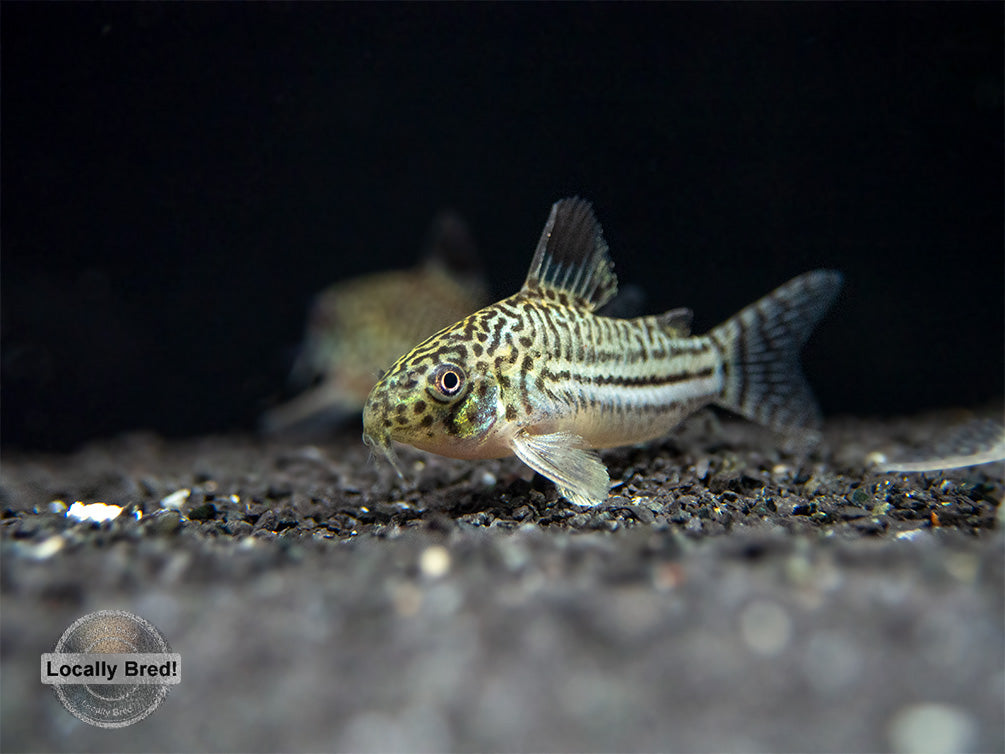 Threestripe AKA False Juli's Cory Catfish (Corydoras trilineatus), LOCALLY BRED!!!