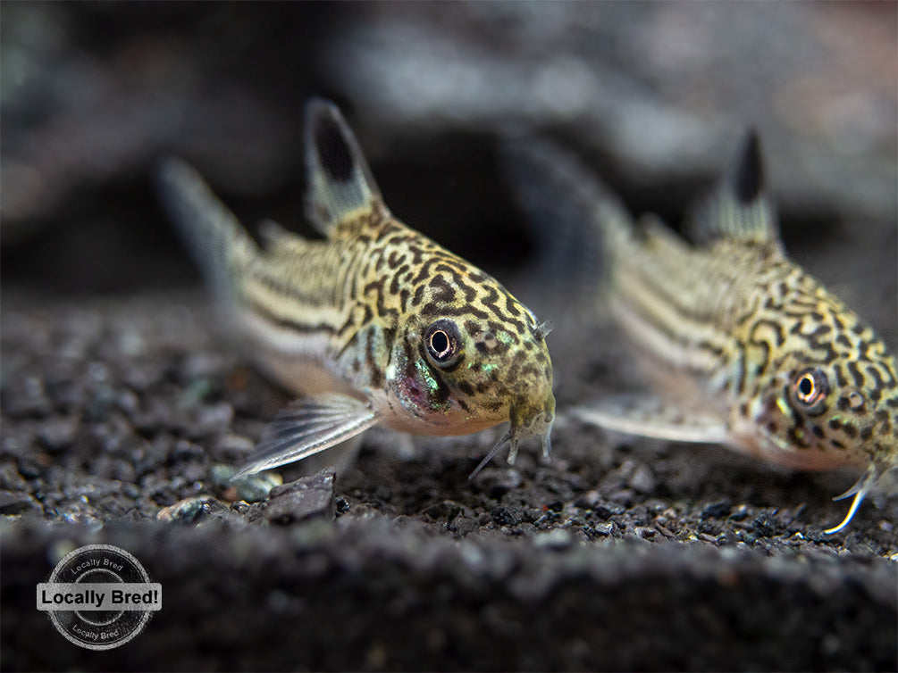 Threestripe AKA False Juli's Cory Catfish (Corydoras trilineatus), LOCALLY BRED!!!