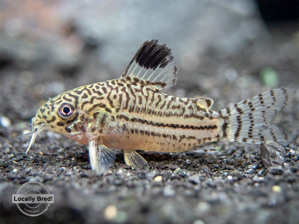 Threestripe AKA False Juli's Cory Catfish (Corydoras trilineatus), LOCALLY BRED!!!