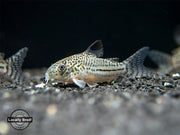 Threestripe AKA False Juli's Cory Catfish (Corydoras trilineatus), LOCALLY BRED!!!