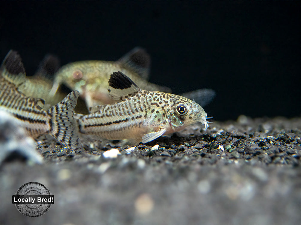 Threestripe AKA False Juli's Cory Catfish (Corydoras trilineatus), LOCALLY BRED!!!
