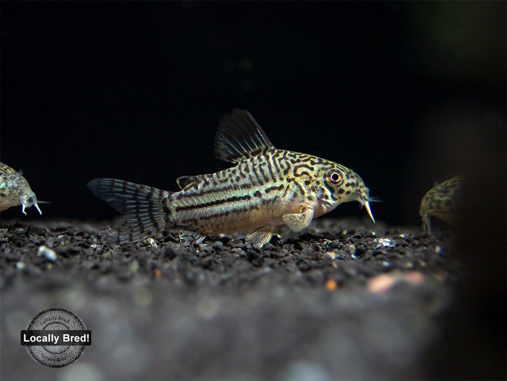 Threestripe AKA False Juli's Cory Catfish (Corydoras trilineatus), LOCALLY BRED!!!