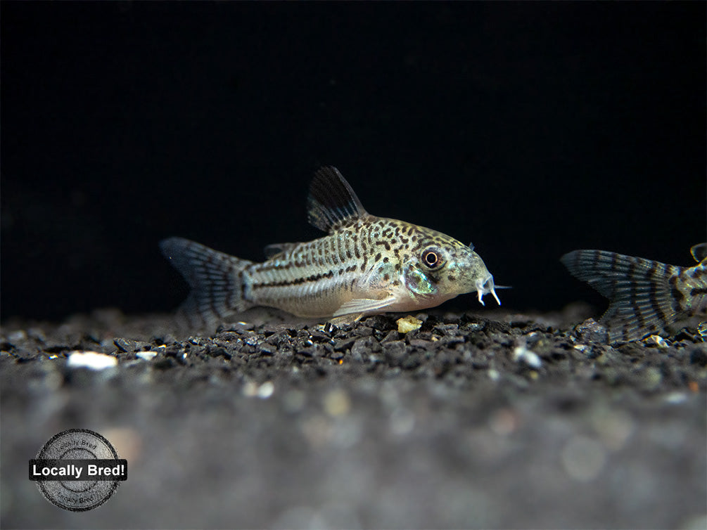 Threestripe AKA False Juli's Cory Catfish (Corydoras trilineatus), LOCALLY BRED!!!