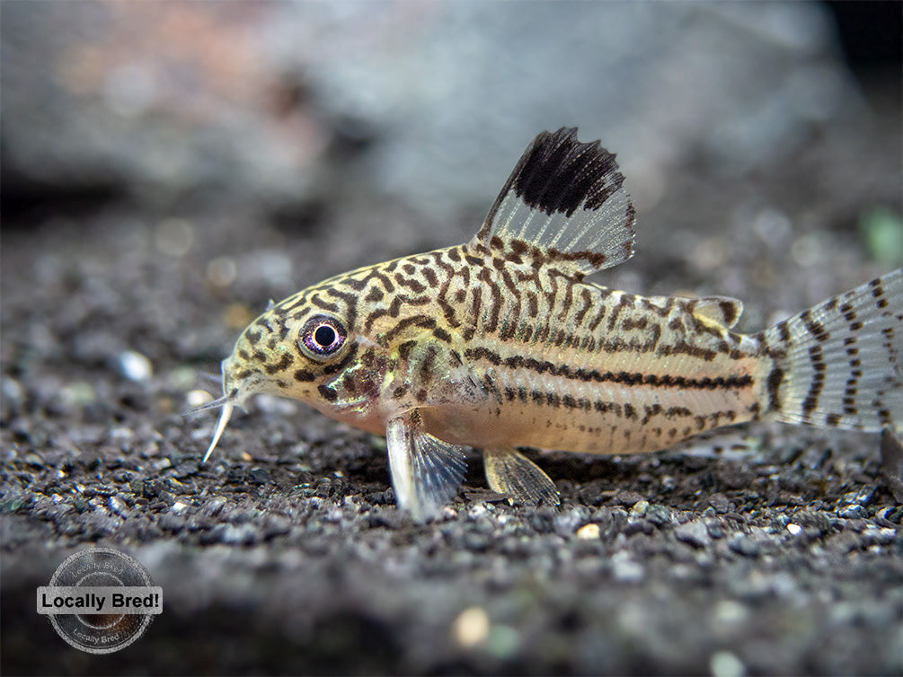 Threestripe AKA False Juli's Cory Catfish (Corydoras trilineatus), LOCALLY BRED!!!