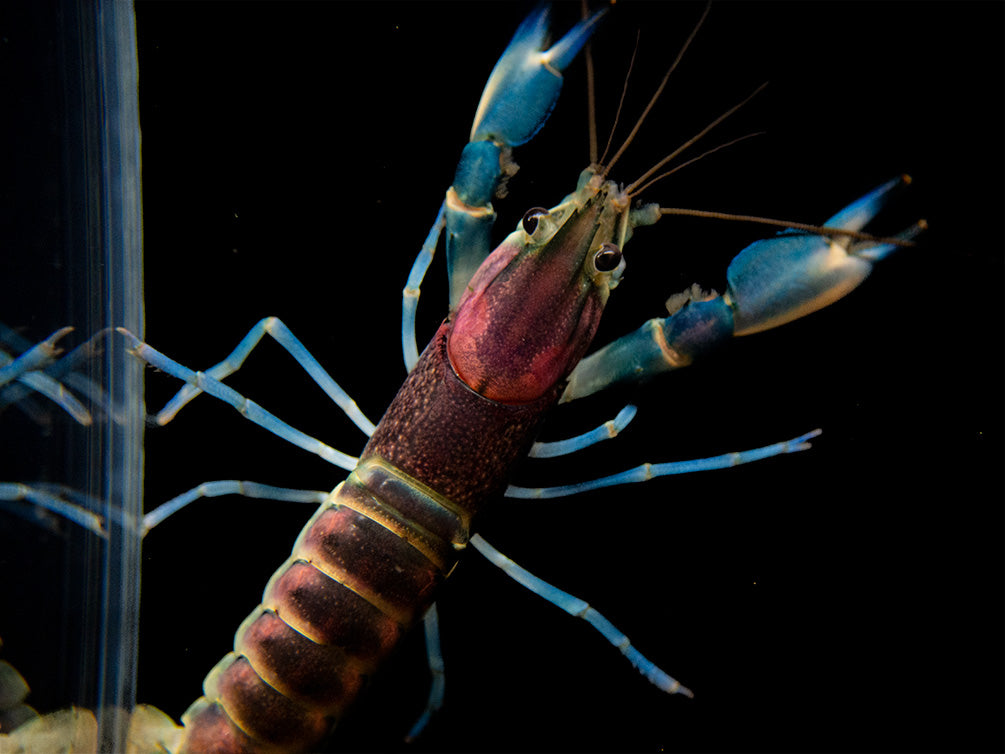 Thunderbolt Crayfish (Cherax pulcher)