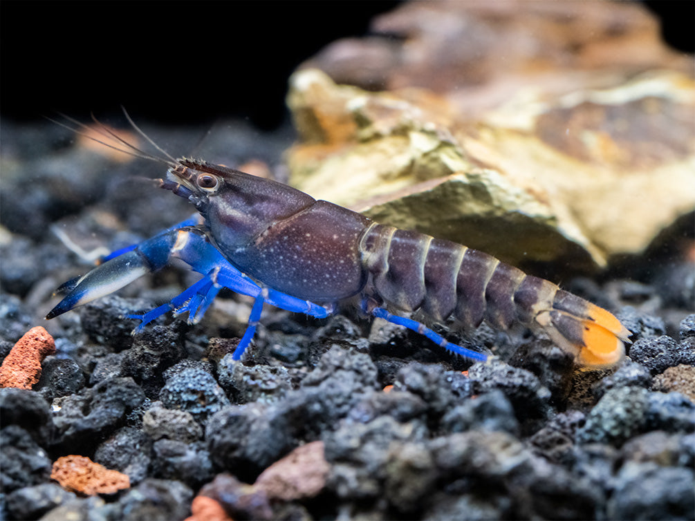 Thunderbolt Blue Moon Crayfish (Cherax pulcher x C. boesemani 'Type 3'), USA Bred!
