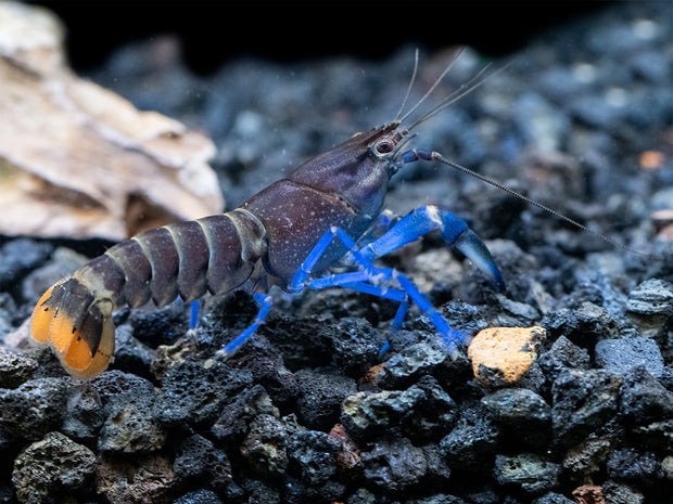 Thunderbolt Blue Moon Crayfish (Cherax pulcher x C. boesemani &