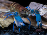 Thunderbolt Snakeskin Crayfish (Cherax pulcher x C. boesemani), USA Bred!