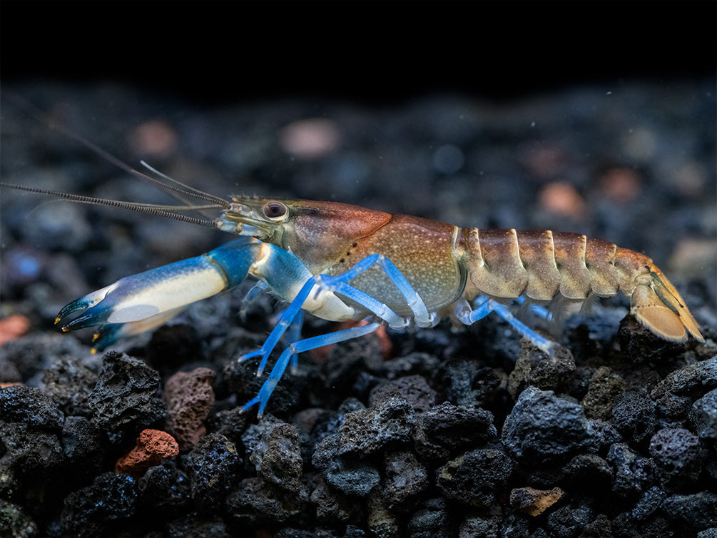 Thunderbolt Snakeskin Crayfish (Cherax pulcher x C. boesemani), USA Bred!