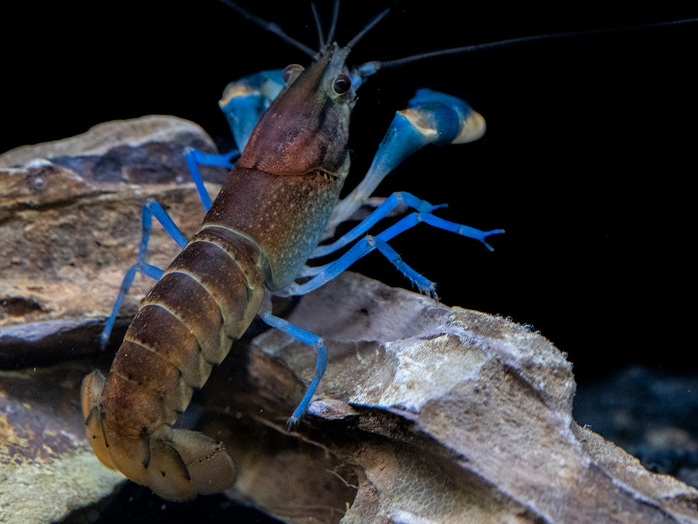 Thunderbolt Snakeskin Crayfish (Cherax pulcher x C. boesemani), USA Bred!