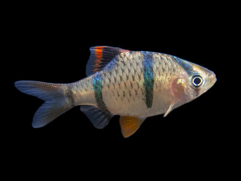 Red Chest Endler’s Livebearer (Poecilia wingei), Tank-Bred