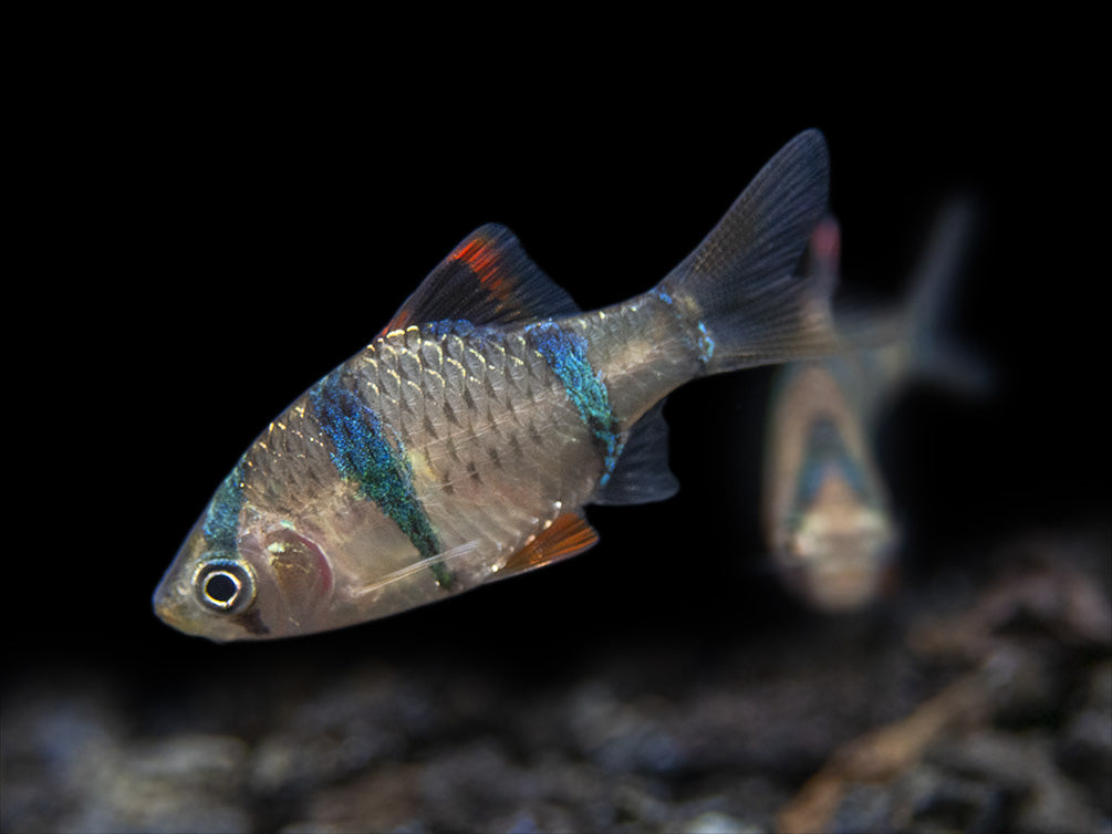 Tiger Barb fish for sale Aquatic Arts