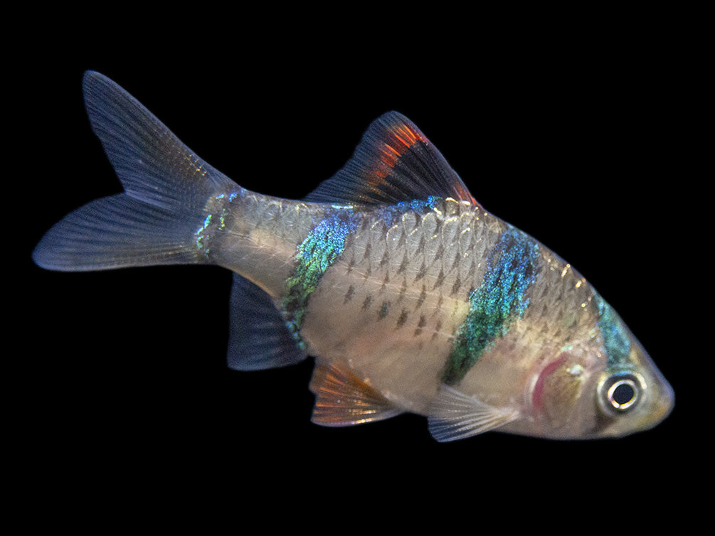 Tiger Barb (Puntigrus tetrazona), Tank-Bred