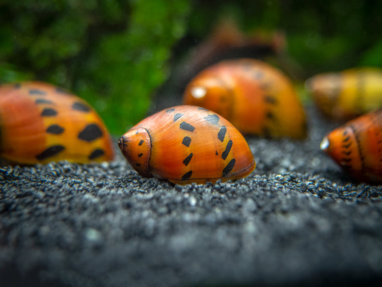 Aquatic Arts Tiger Nerite Snails for Sale