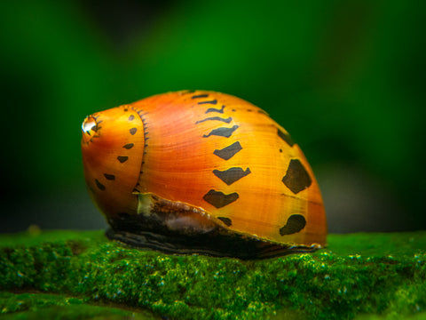 Black Racer AKA Military Nerite Snails (Neritina pulligera)