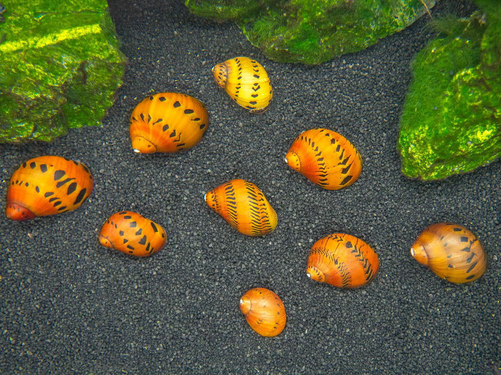 Nerite Snail Combo Pack: Tiger + Zebra + Zebra Thorn Nerites