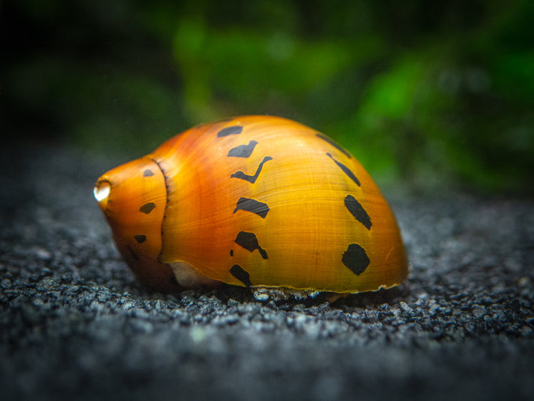 Aquatic Arts Tiger Nerite Snails for Sale