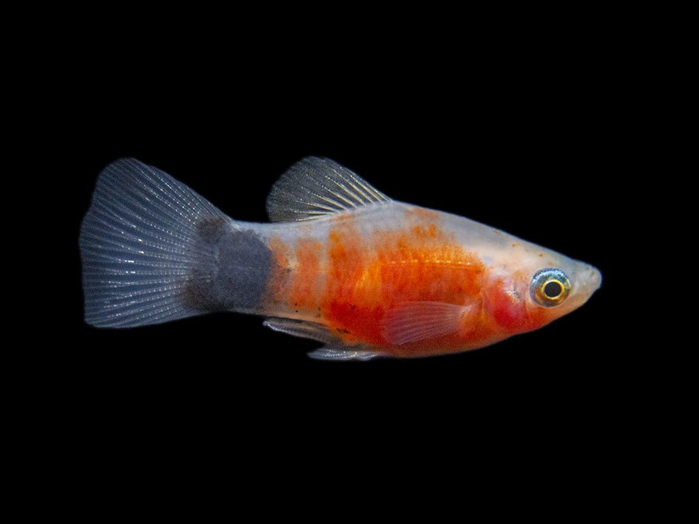 Bleeding Heart Tiger Platy (Xiphophorus maculatus hybrid) - Tank-Bred!