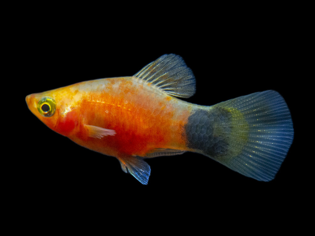Bleeding Heart Tiger Platy (Xiphophorus maculatus hybrid) - Tank-Bred!