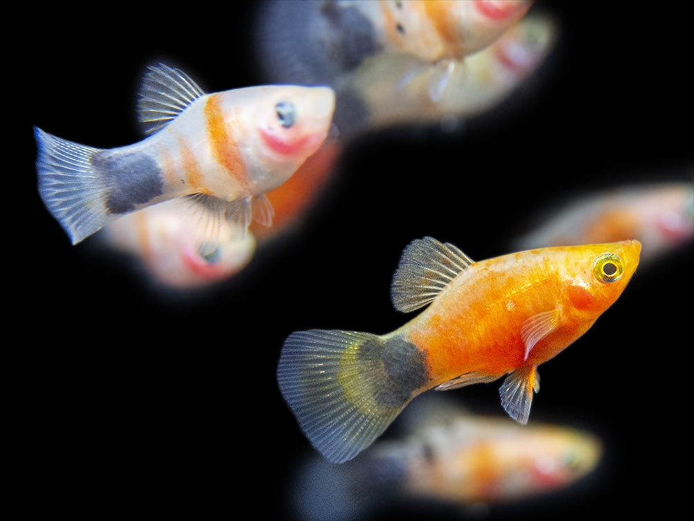 Bleeding Heart Tiger Platy (Xiphophorus maculatus hybrid) - Tank-Bred!