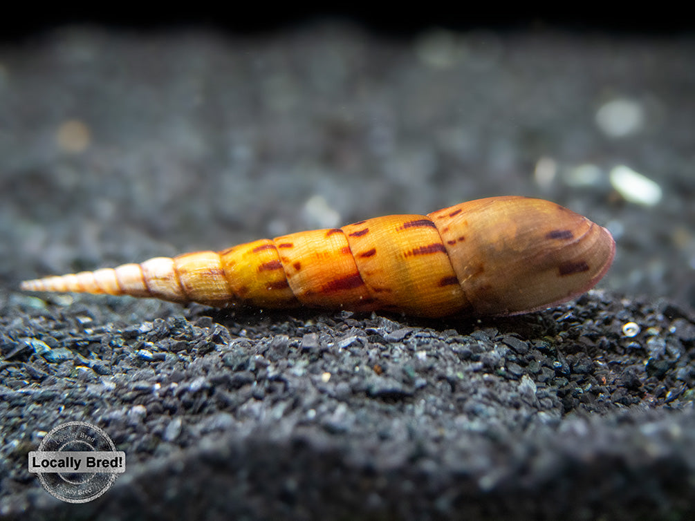 Tiger Spike Chopstick Snail (Stenomelania acutospira) - LOCALLY BRED!